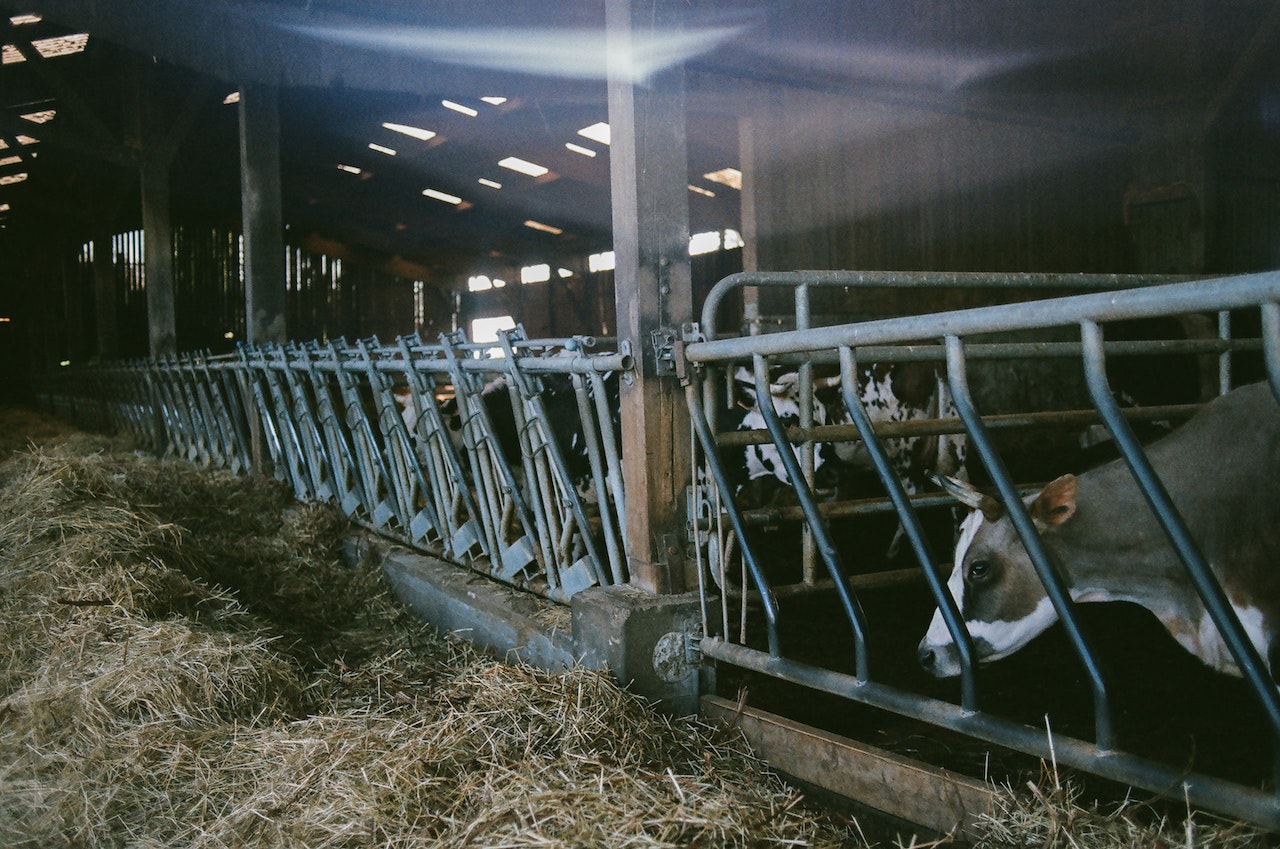 6 Strategies Implemented by a High-Output Dairy Farm to Reduce Vet Costs to 0.72p/litre