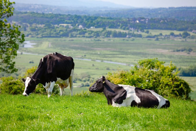 Arla’s Sustainable Initiative – Six UK Farms Embrace Regenerative Dairy Farming Practices