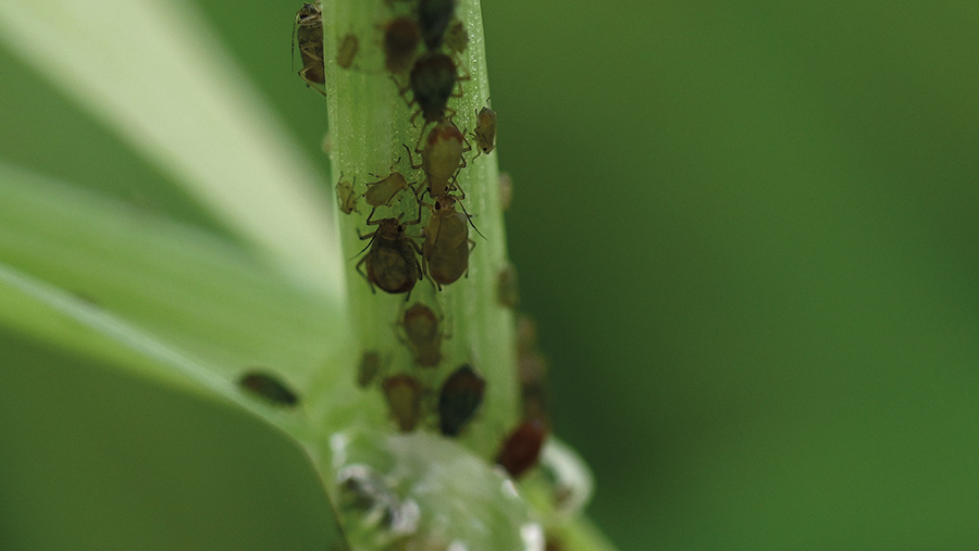 Tips on Controlling BYDV in a High-Pressure Autumn