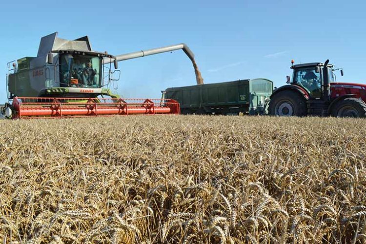 How to grow a winter wheat crop yielding 15t/ha