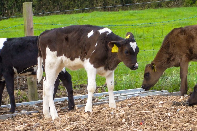 UK Bans Movement of Untested BVD Cattle