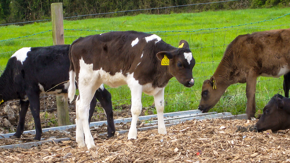 UK Implements Prohibition on Movement of Untested BVD Cattle