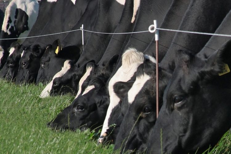 Autumn Grazing Infrastructure Tips