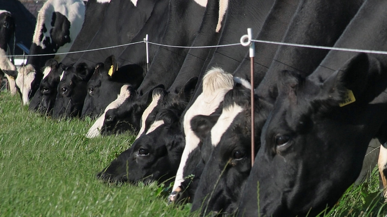 Autumn Grazing Getting Infrastructure in Place