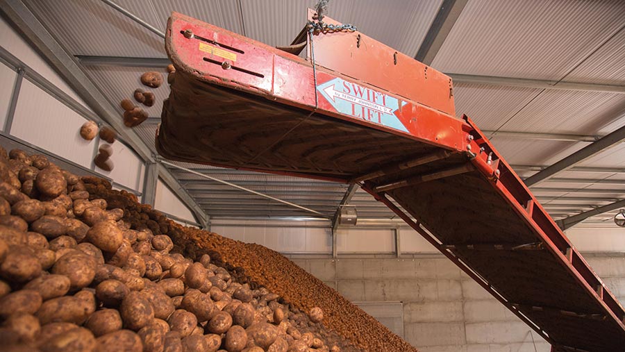 Tips on How to Reduce Losses From Tuber Blight This Autumn