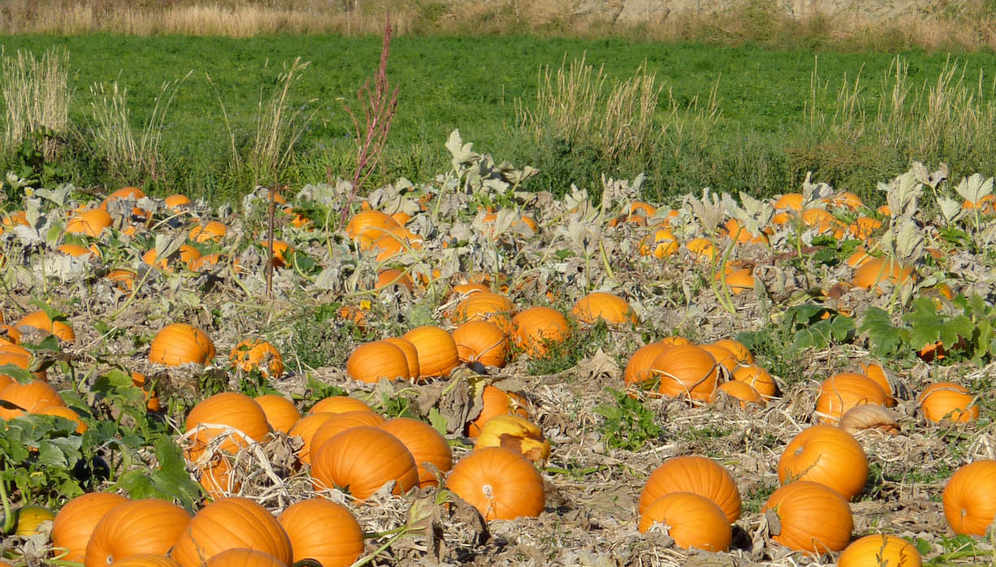 UN Summit Calls For Climate-Friendly Food Systems