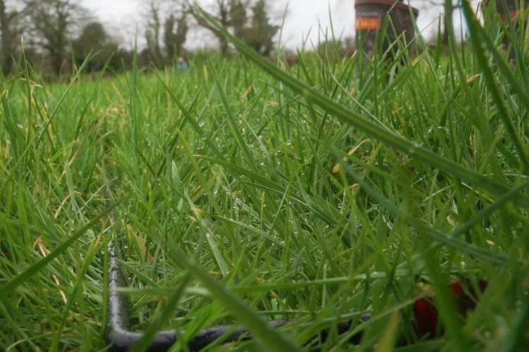 Is Your Autumn Grazing Plan on Track?