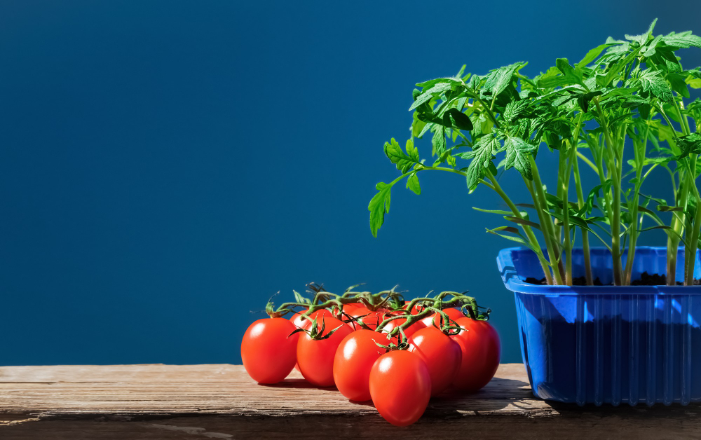 Growing Tomatoes in Pots – Tips for Successful Cultivation