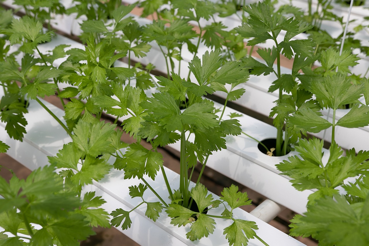 Growing Vegetables Without Soil