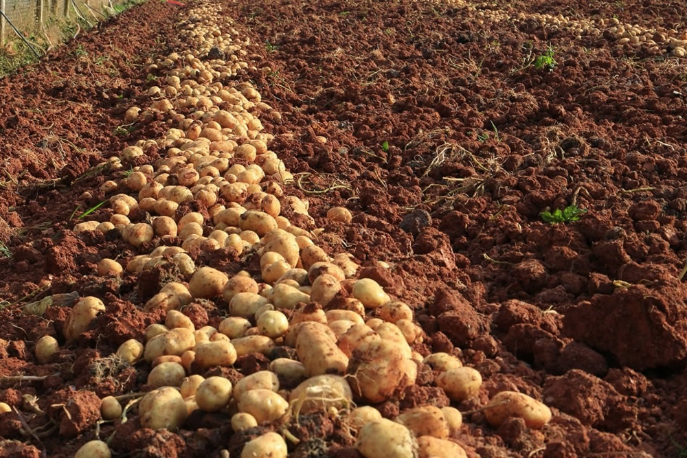The Potato Grower's Handbook - Expert Tips Inside - Agriculture Guides