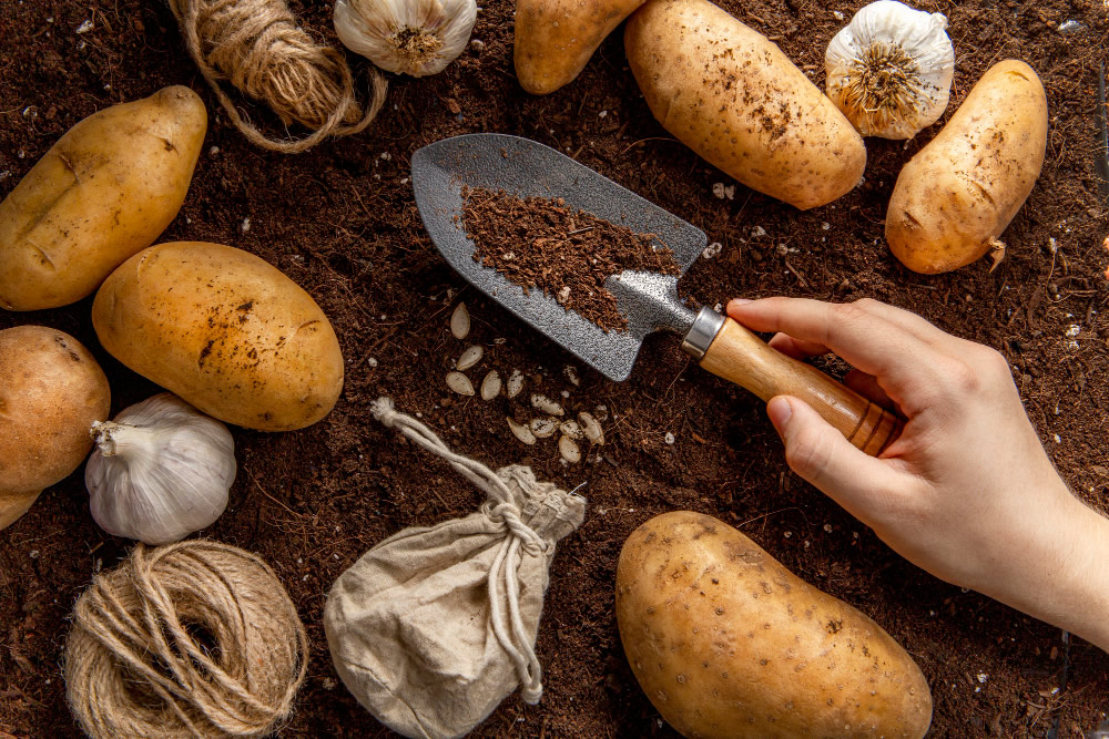 The Potato Grower's Handbook - Expert Tips Inside - Agriculture Guides