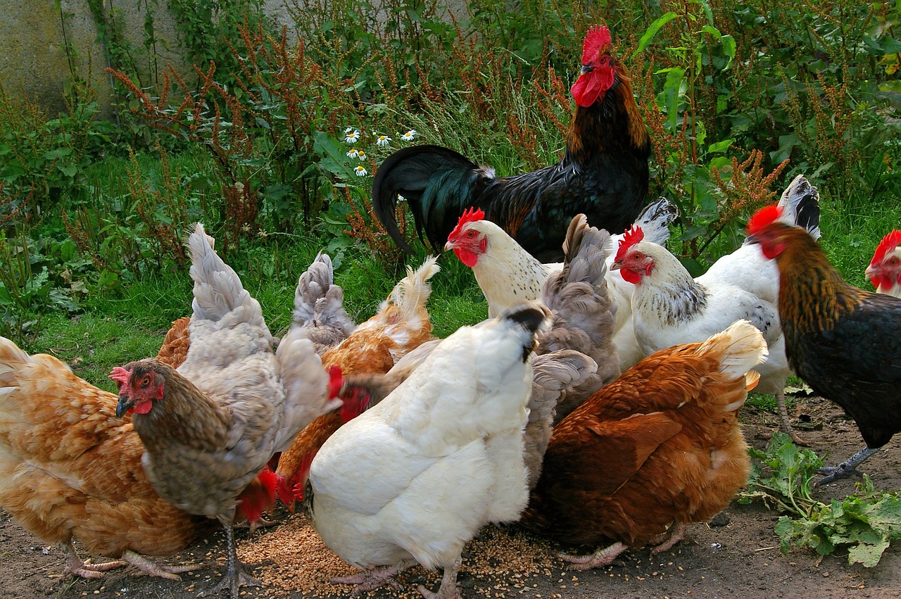 Organic Poultry Farming An Overview of Methods, Benefits