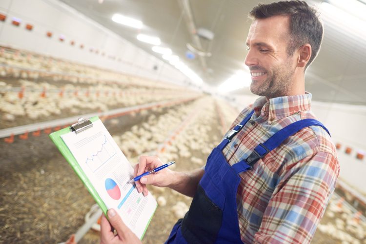 Poultry Farming Business Plan – Amazing a Comprehensive Guide