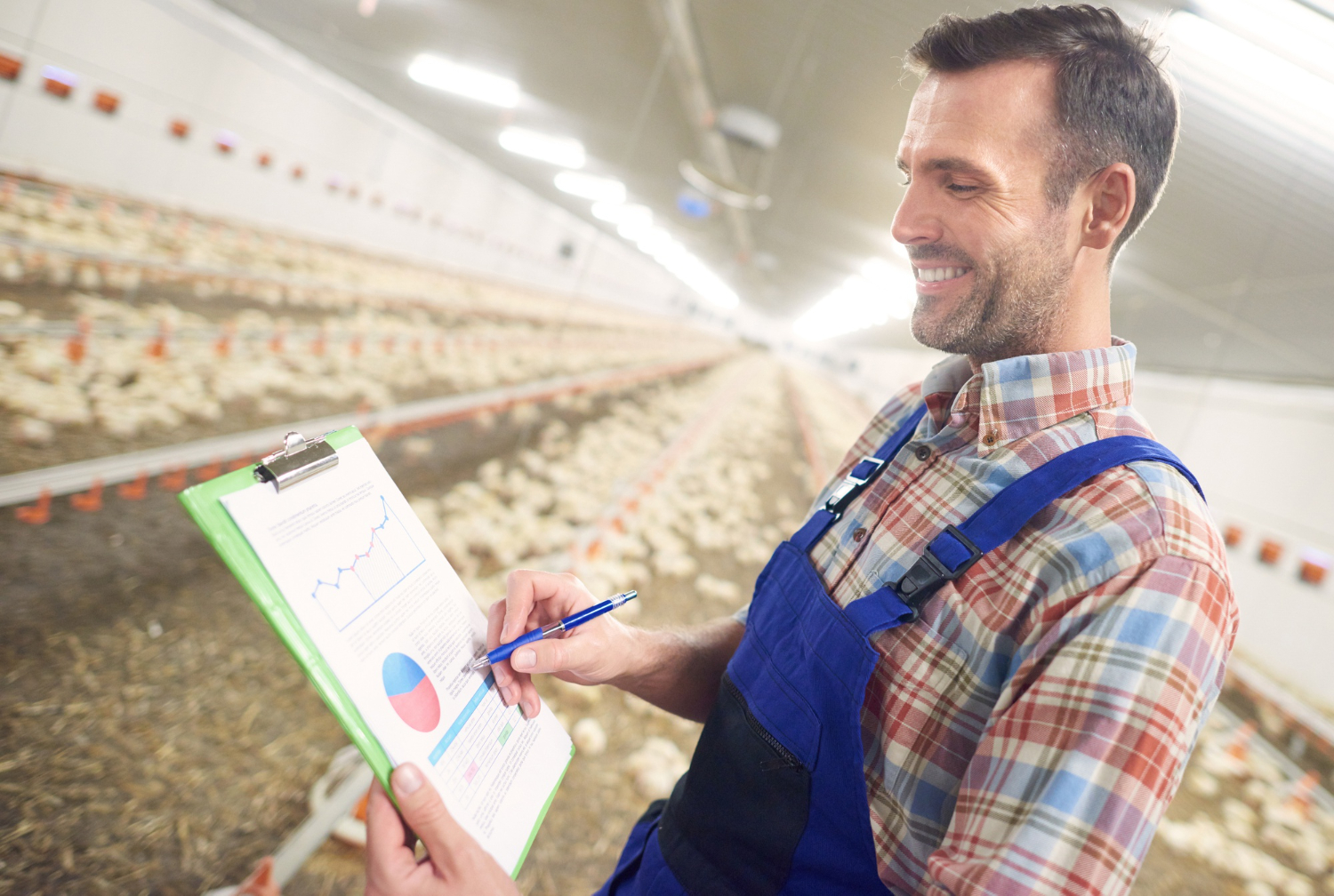 Poultry Farming Business Plan – Amazing a Comprehensive Guide
