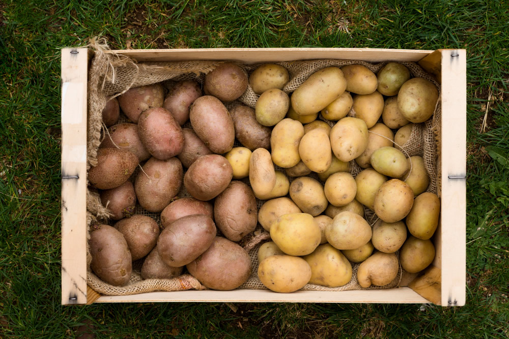 The Potato Grower's Handbook - Expert Tips Inside - Agriculture Guides