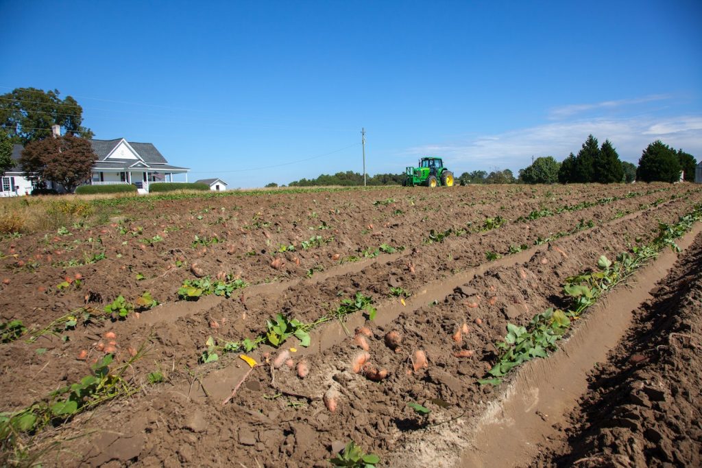 The Potato Grower's Handbook - Expert Tips Inside - Agriculture Guides