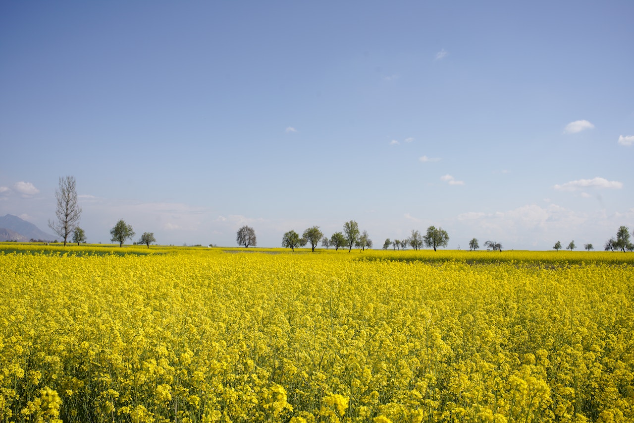 The Future of Sustainable Agriculture – Innovations and Practices