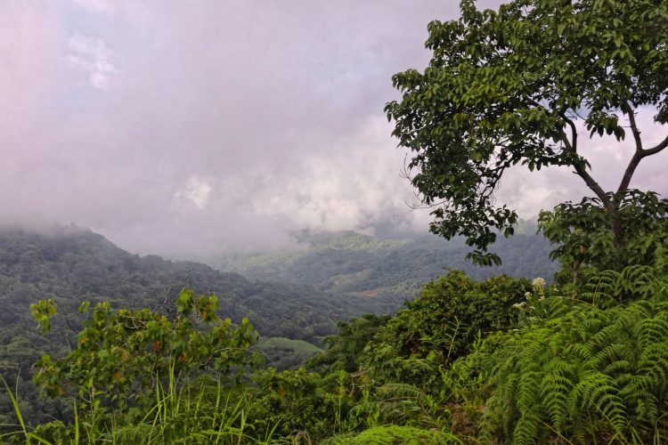 The Price of Losing the Rainforest