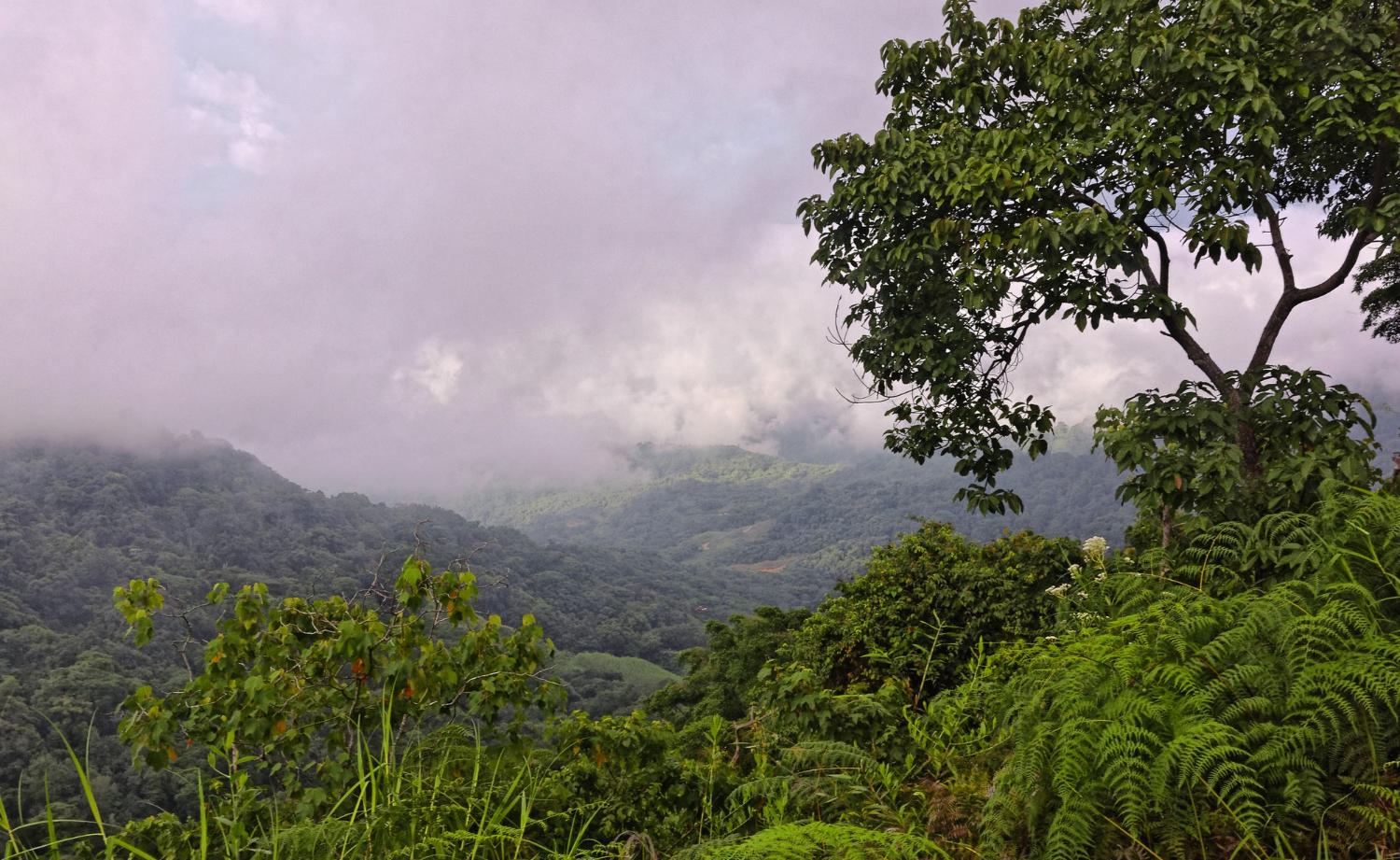The Price of Losing the Rainforest