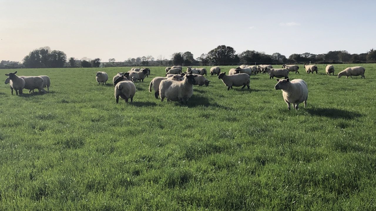 How to Achieve a Compact Lambing Period for Your Sheep Farm