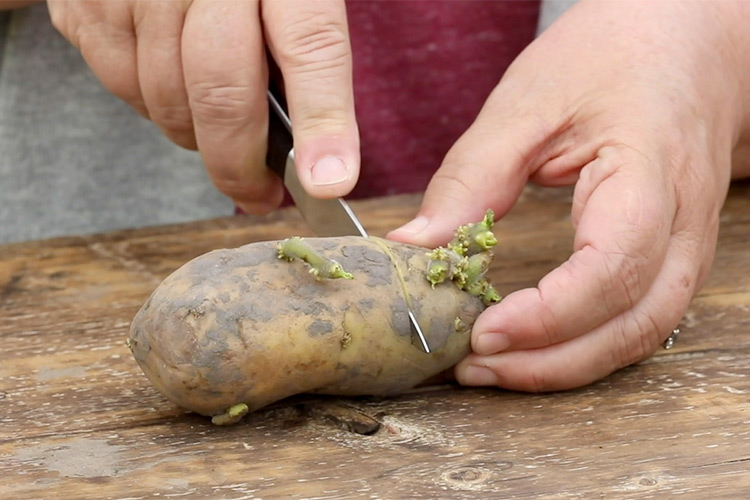 The Potato Grower's Handbook - Expert Tips Inside - Agriculture Guides