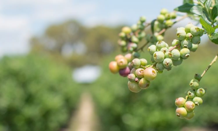 Monarch Tractor Partners with Hopville Farms for Sustainable Agriculture