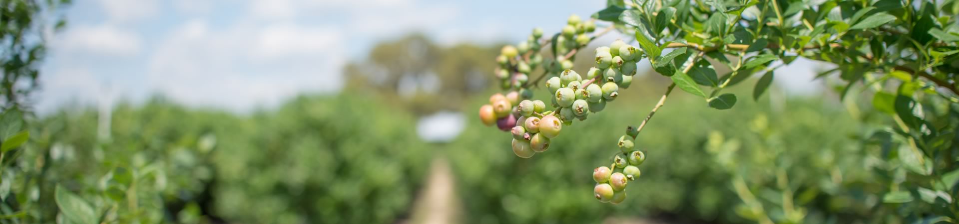 Monarch Tractor Partners with Hopville Farms for Sustainable Agriculture
