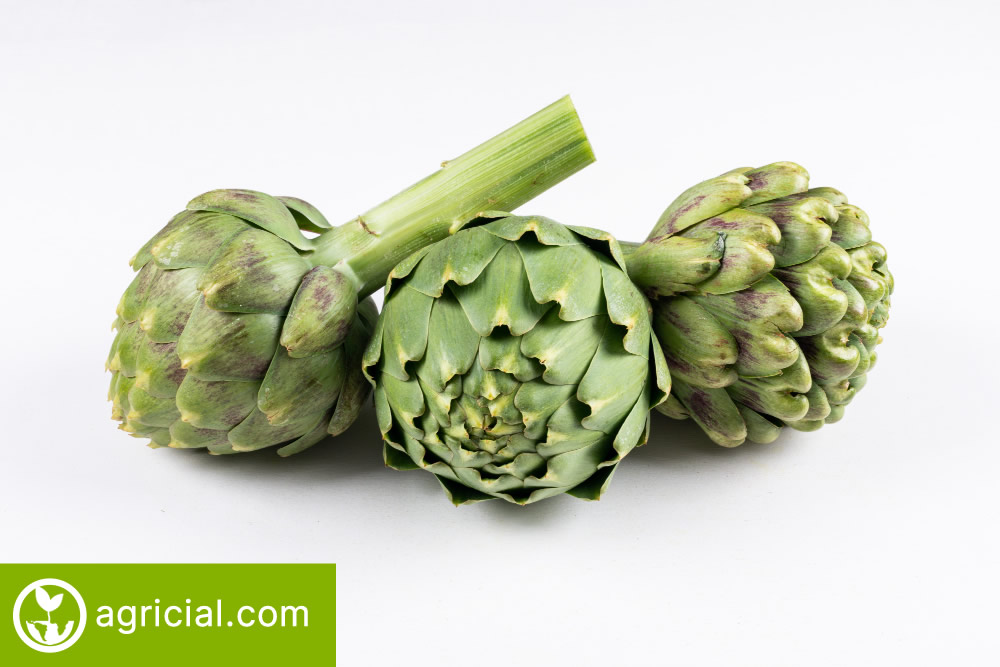 Cultivating, Nurturing, and Reaping Artichokes