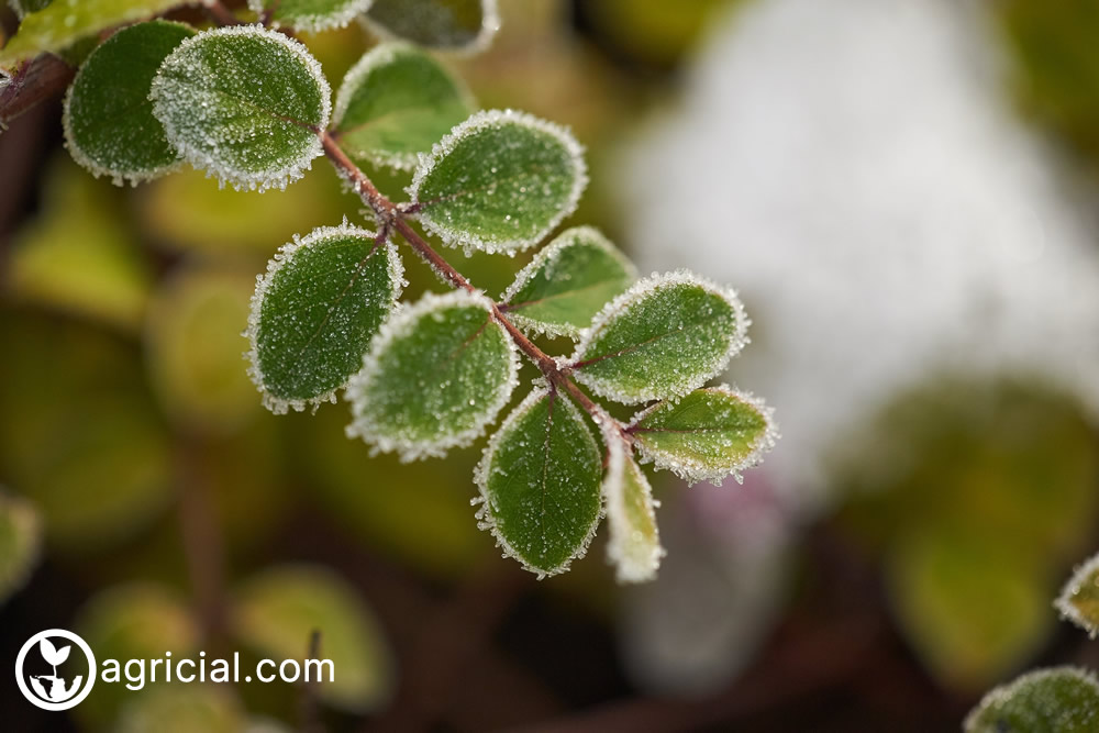 Guide to Pruning Frost-Damaged Plants – Timing and Techniques