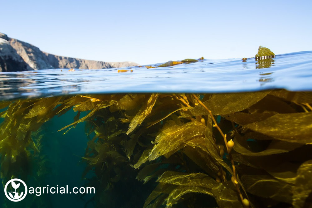 Creating and Utilizing Seaweed Fertilizer for Plant Growth