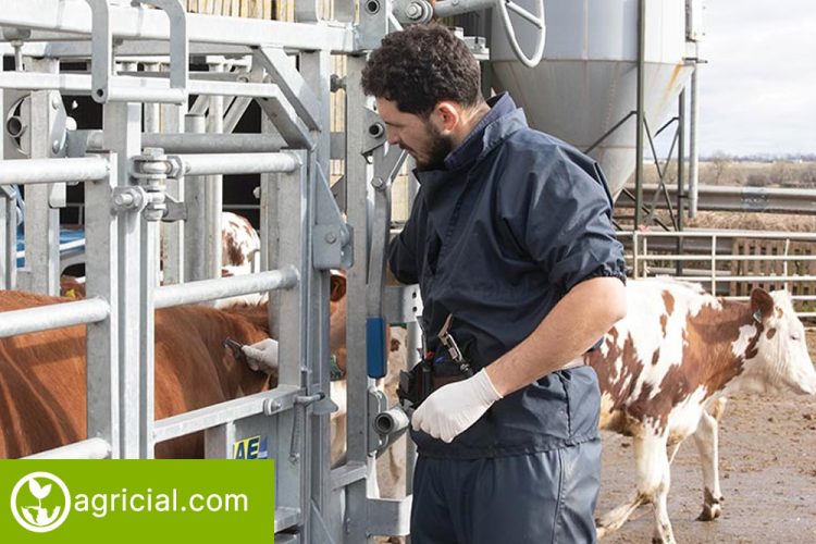 Safe Cattle Handling During TB Testing
