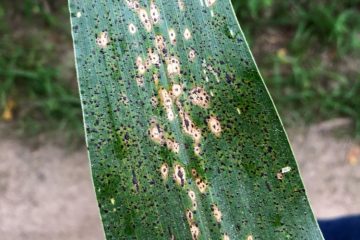 Effective Timing for Fungicide Applications to Combat Tar Spot