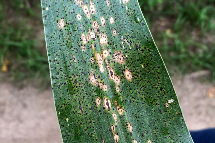 Effective Timing for Fungicide Applications to Combat Tar Spot