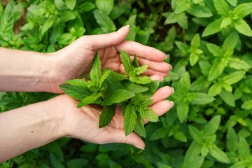Grow Fresh Mint Indoors