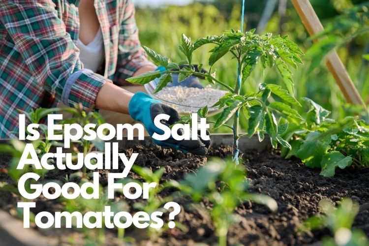 Is Epsom Salt Actually Good For Tomatoes? What Every Gardener Should Know