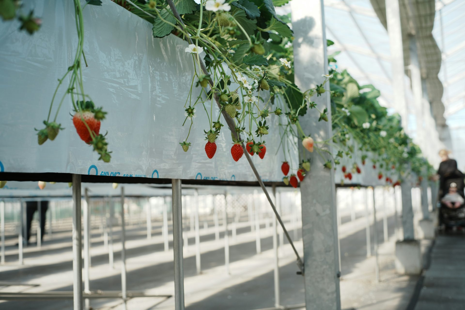 Hydroponic Farming vs Traditional Farming: Key Differences, Benefits, and Sustainability Comparison - Agriculture Guides