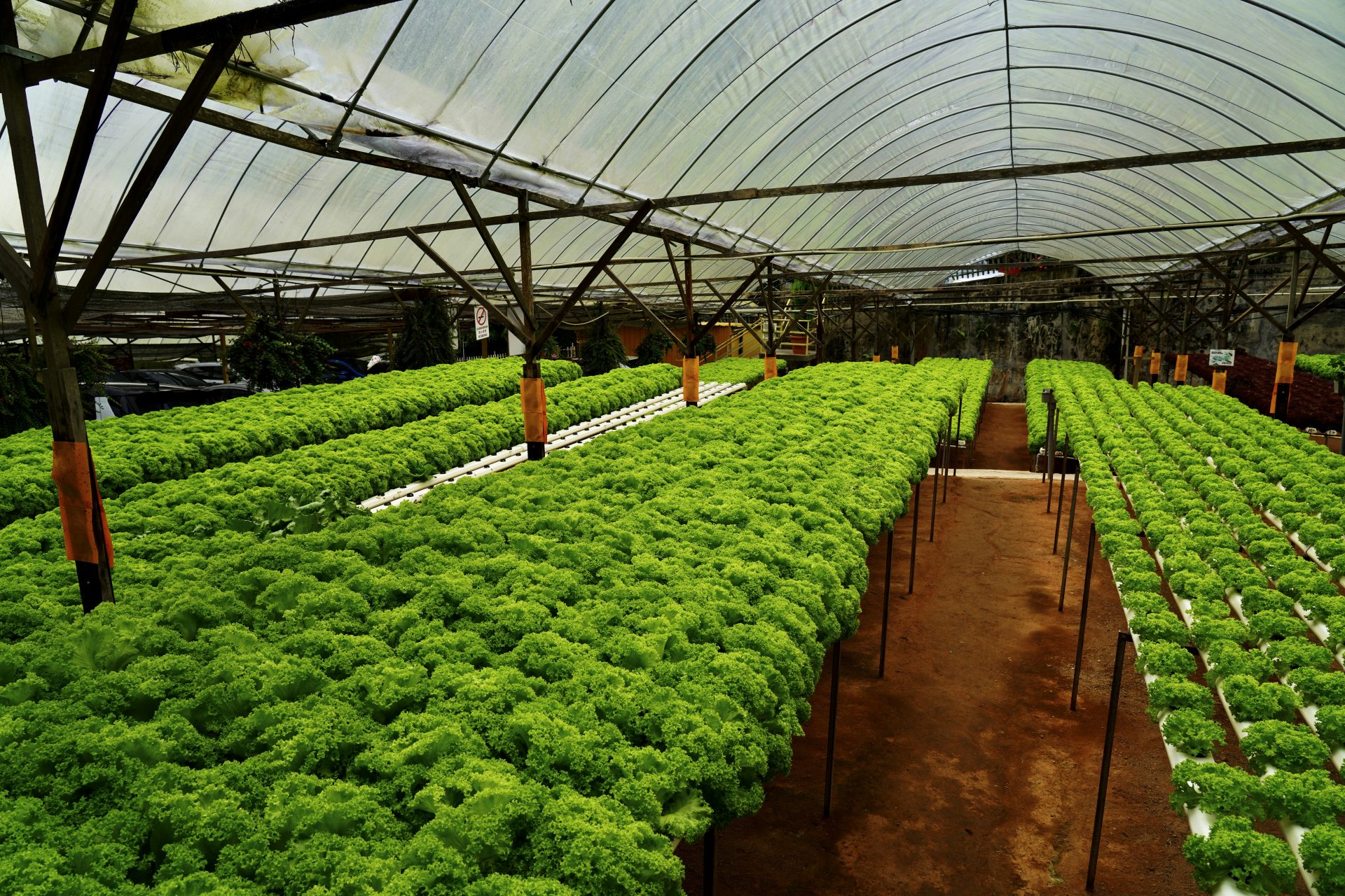 Hydroponic Farming vs Traditional Farming: Key Differences, Benefits, and Sustainability Comparison - Agriculture Guides